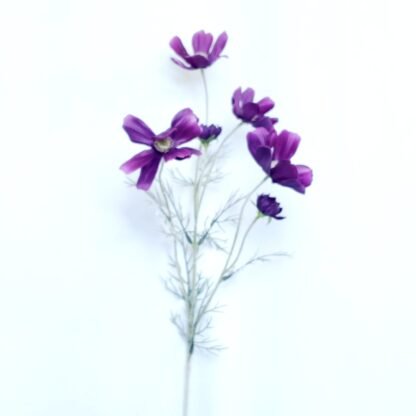 60cm Dark Purple Coreopsis 1