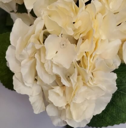 Ivory Hydrangea