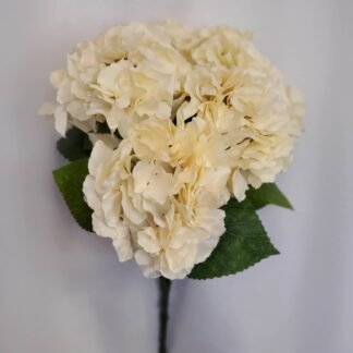 Ivory Hydrangea