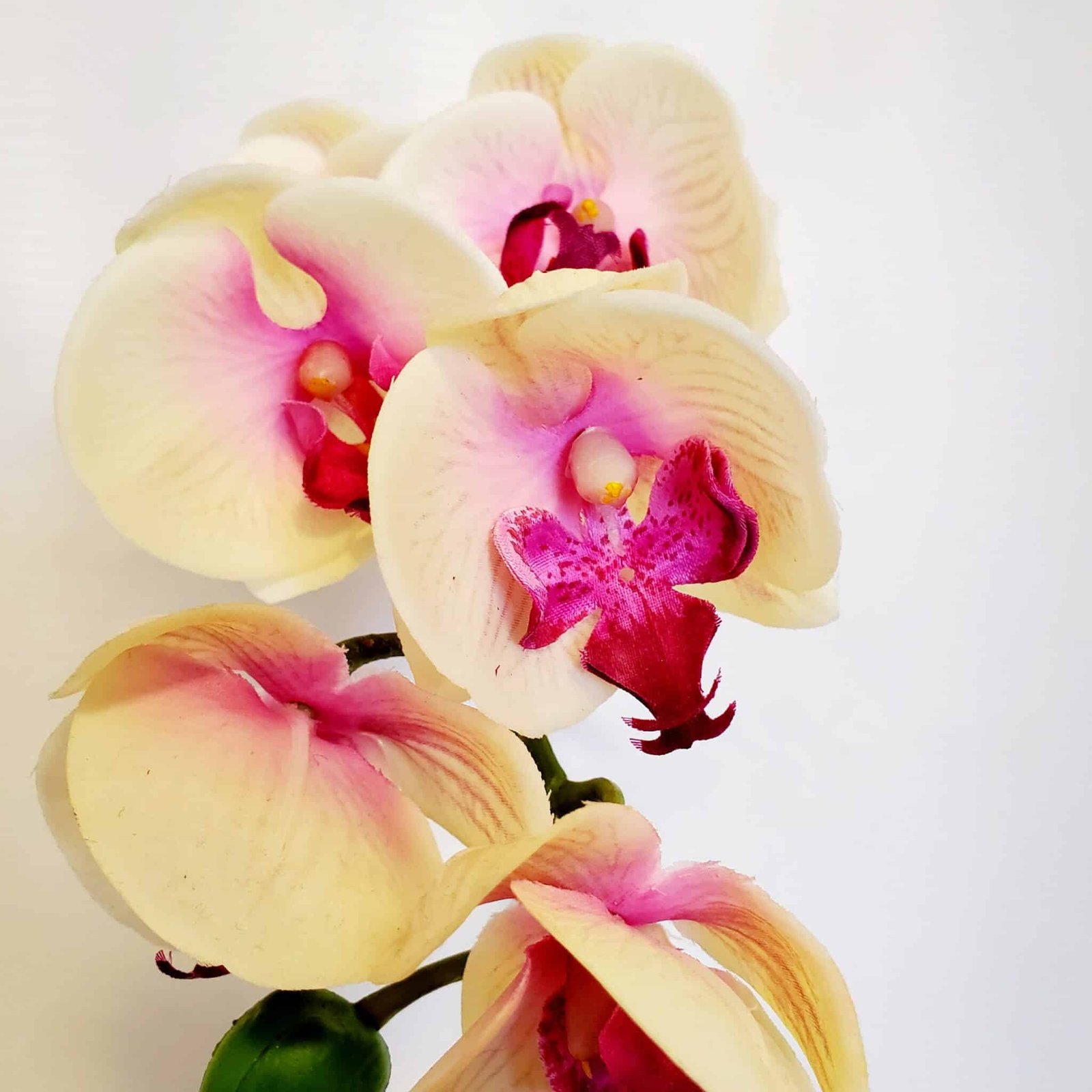 Pink Orchid