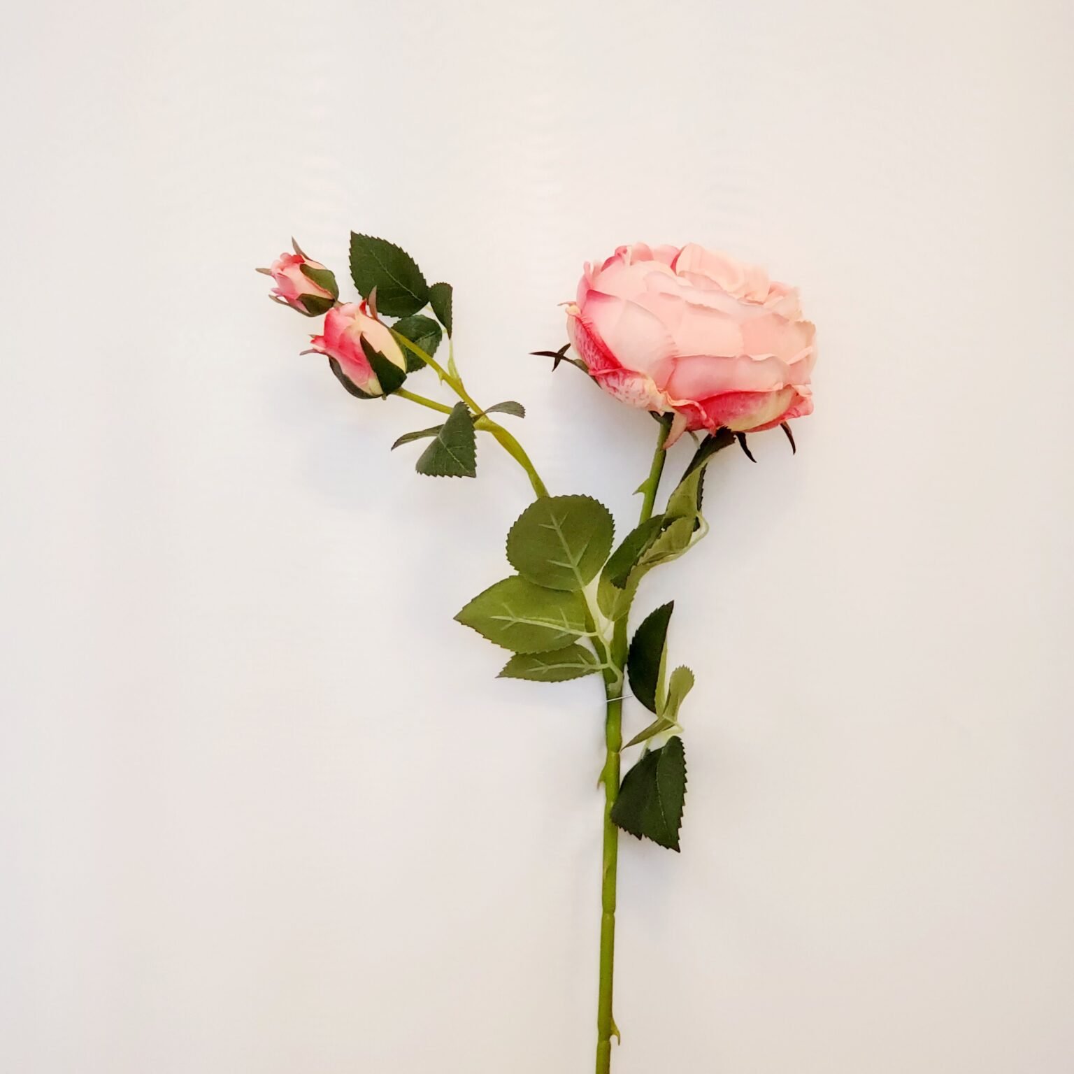 Cabbage Roses Calgary Event Wholesale Wedding And Event Decor