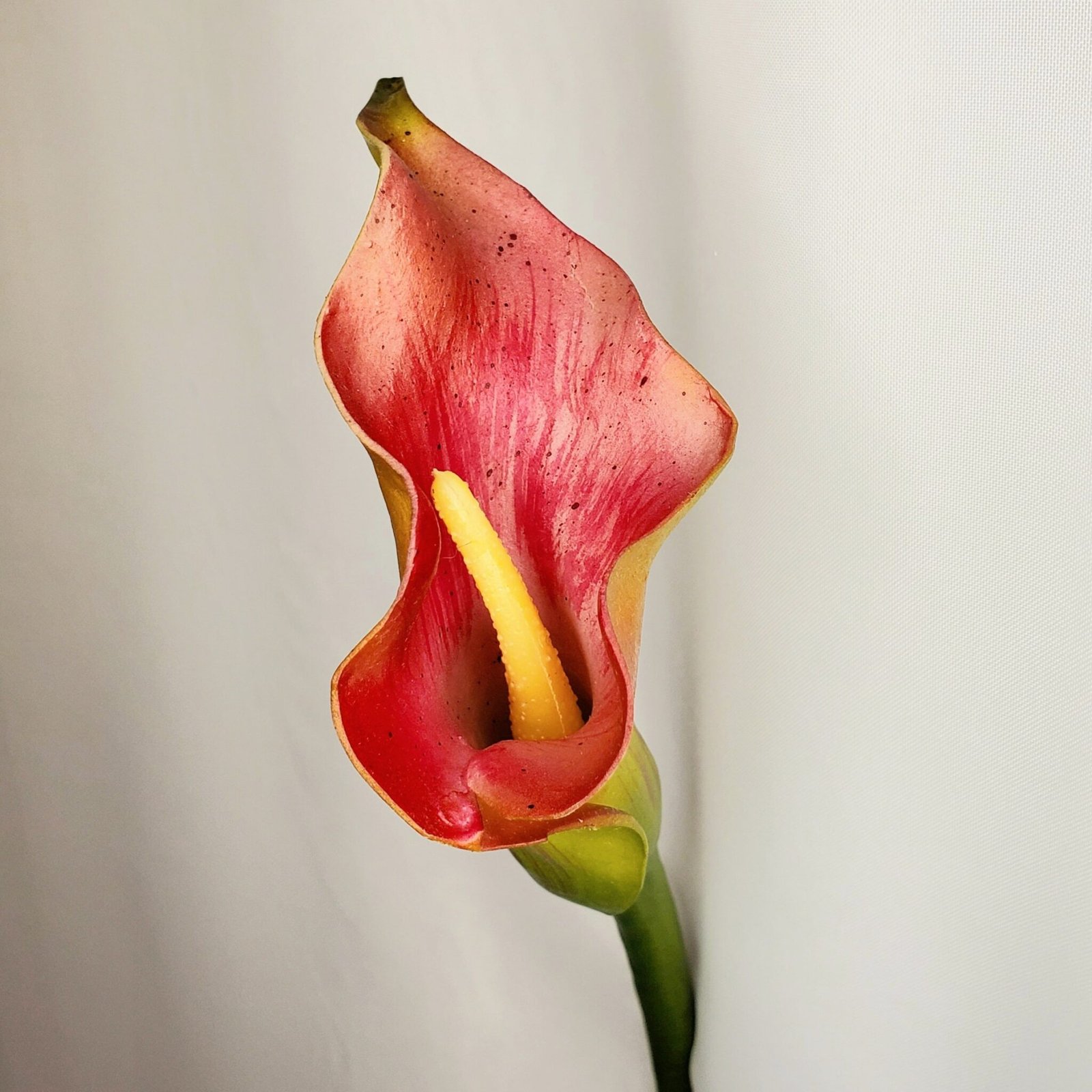 Red Calla Lilly