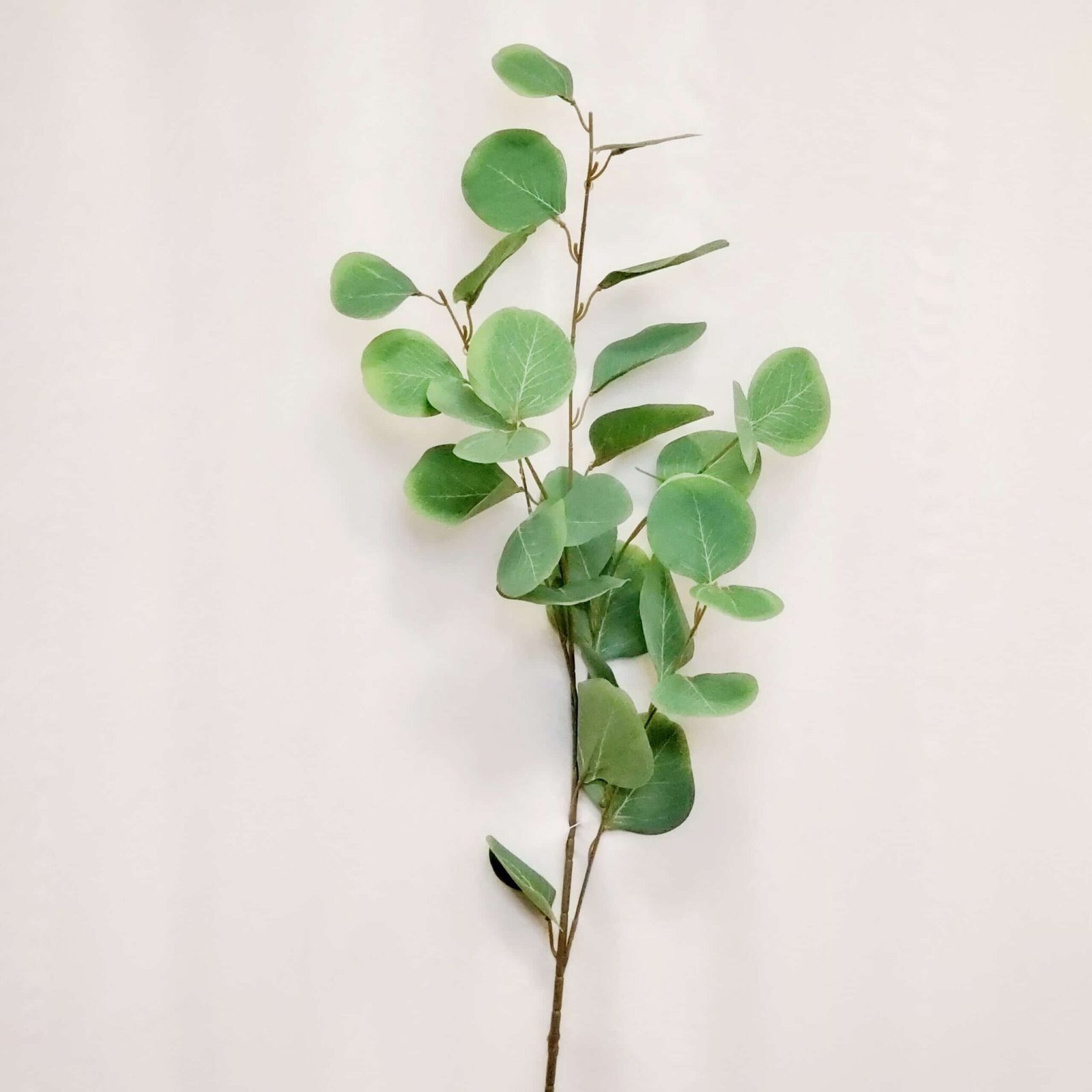 Light Green Silver Dollar Eucalyptus Branch Calgary Event Wholesale