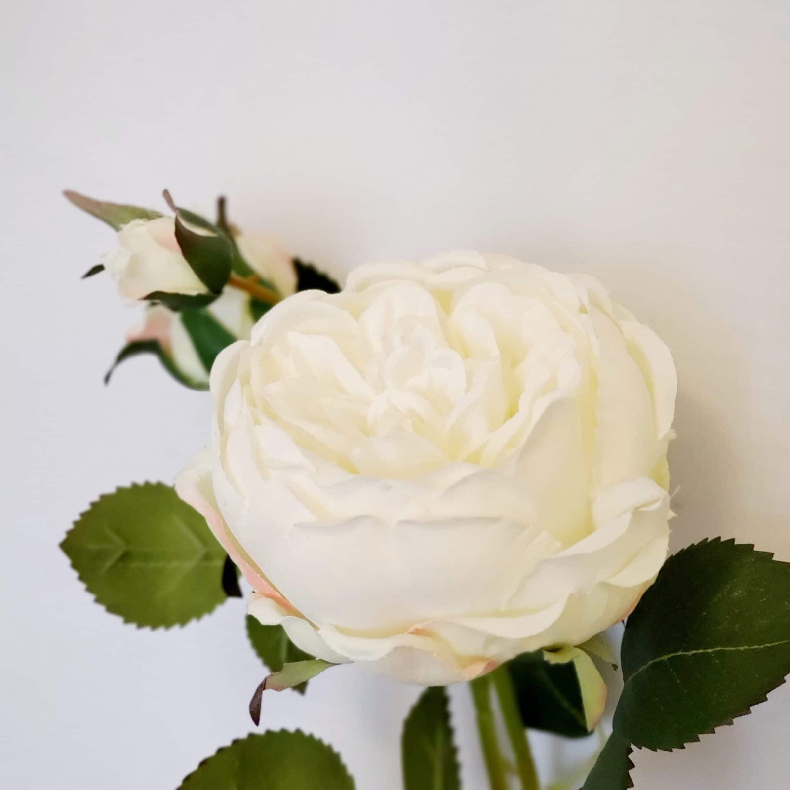 Roses Calgary Event Wholesale