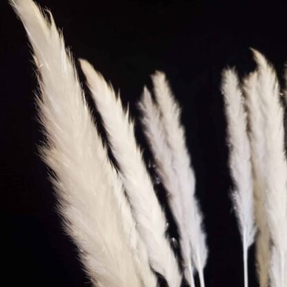 Pampas Grass