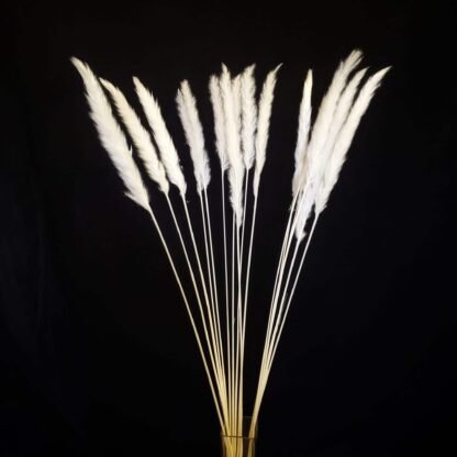 Pampas Grass