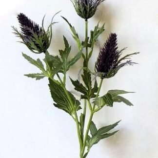 Purple Thistle