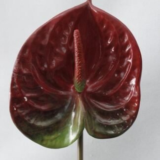 red anthirium