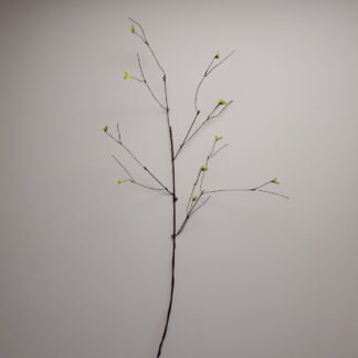 willow branch