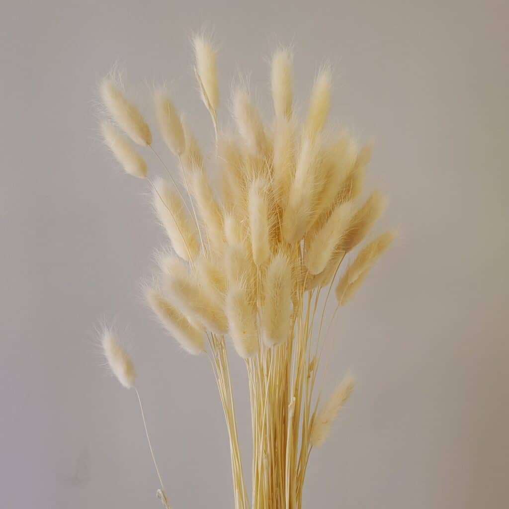 50 Head Bunch Dried White Bunny Tails Calgary Event Wholesale Wedding