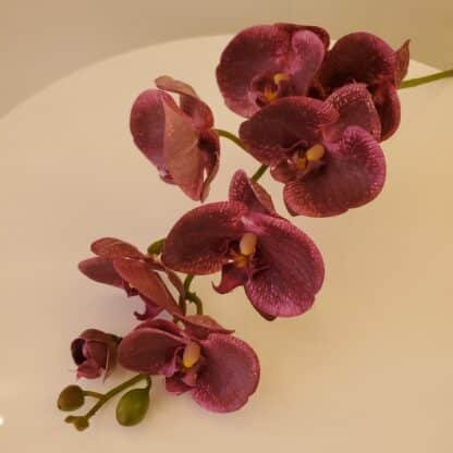 Burgundy orchid