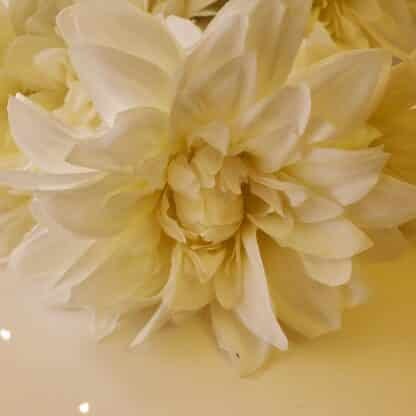 Ivory Dahlia