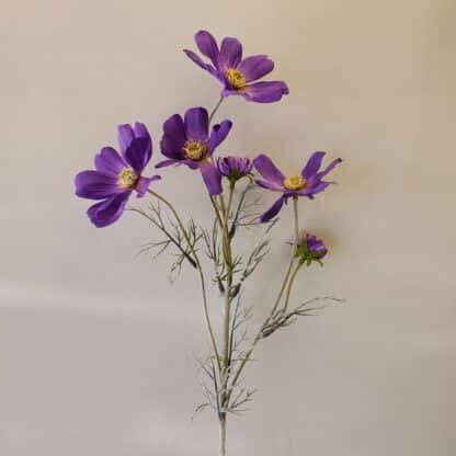 Purple Coreopsis