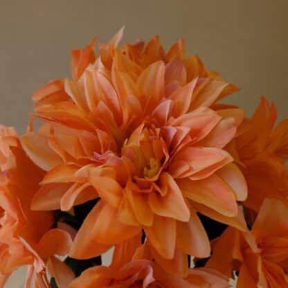 Dark Pink 7 Large Head Dahlia Bunch 2