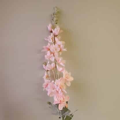 Pink Delphinium