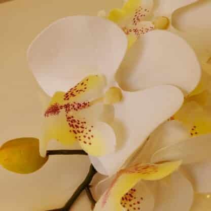 White Orchid