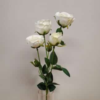White spray rose