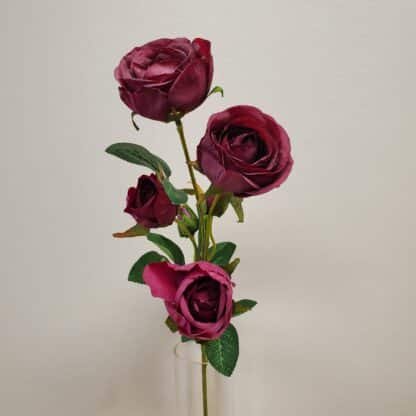 dark purple spray rose