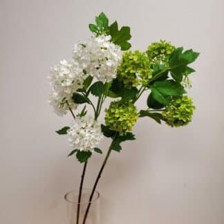 Viburnum