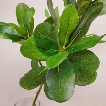 Pittosporum Green