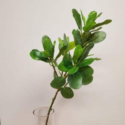 Green Silk Pittosporum 1