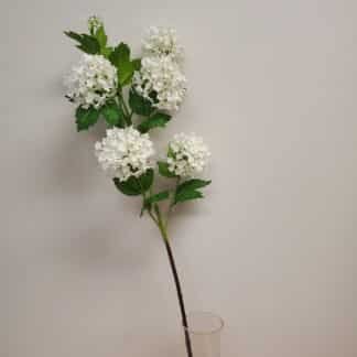Viburnium White
