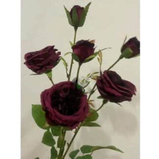 Burgundy Cabbage Rose