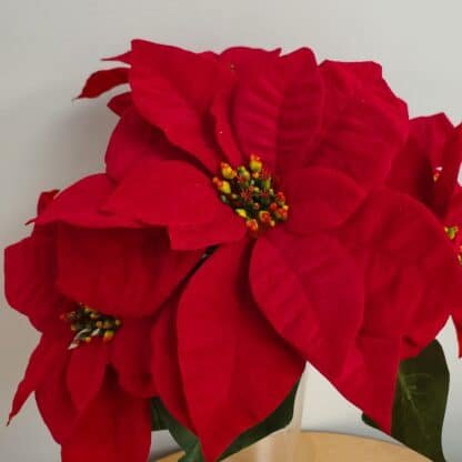 5 head red poinsettia bunch