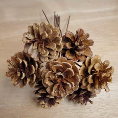 Pinecone bunch