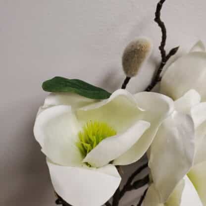 Premium white magnolia