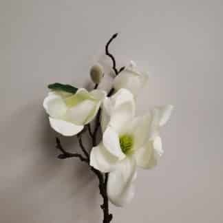 Premium white magnolia