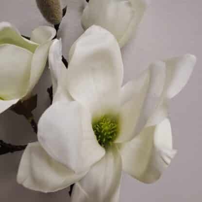 Premium white magnolia