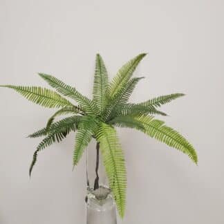 Dark Green fern