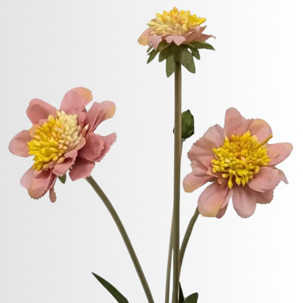Category - Scabiosa