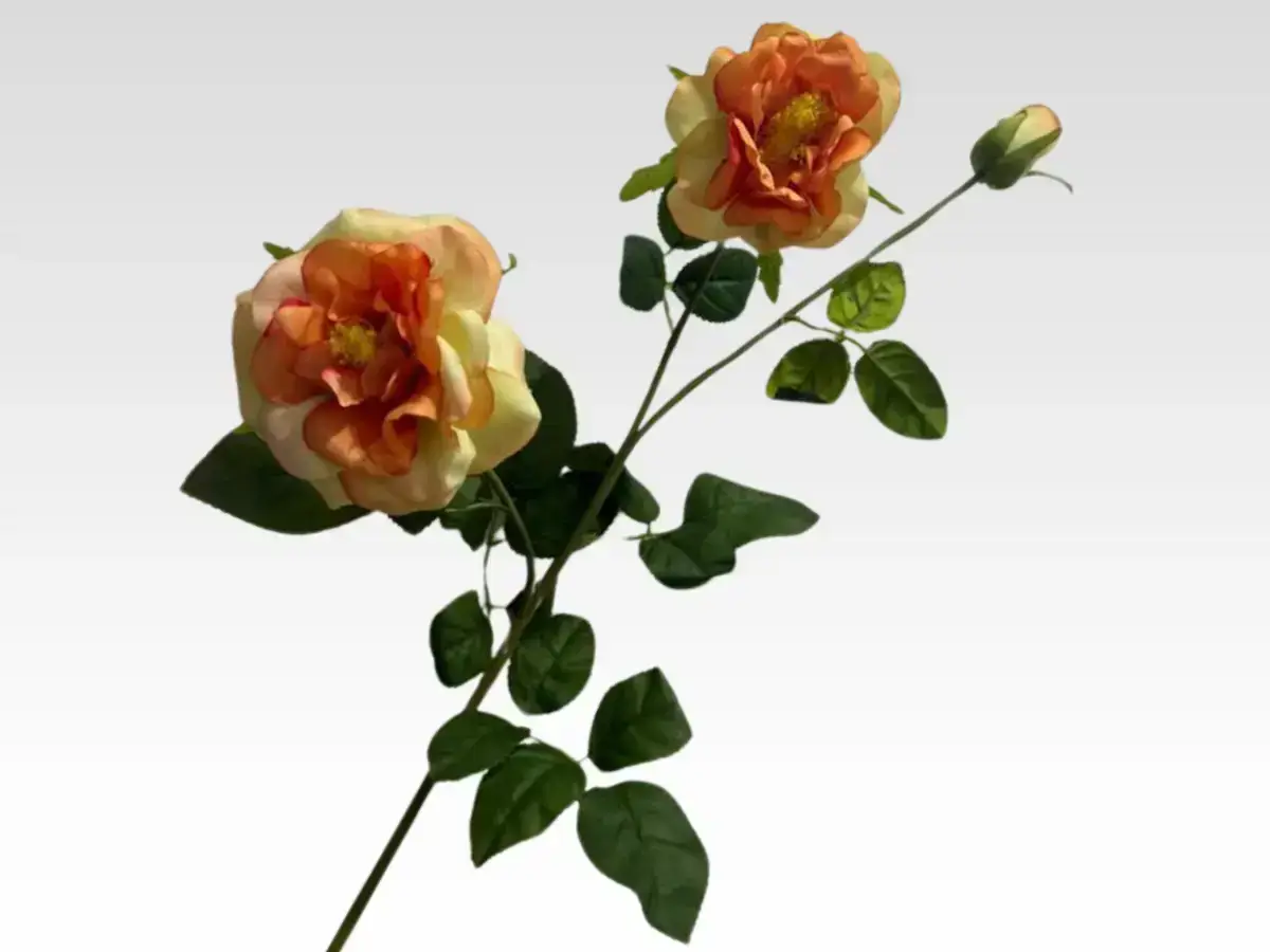 Camellia category pic