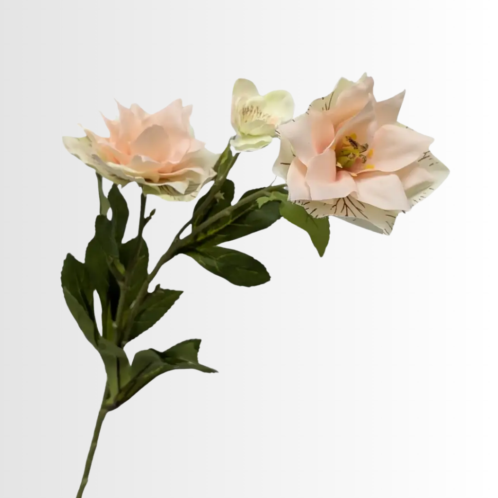 Category - Clematis