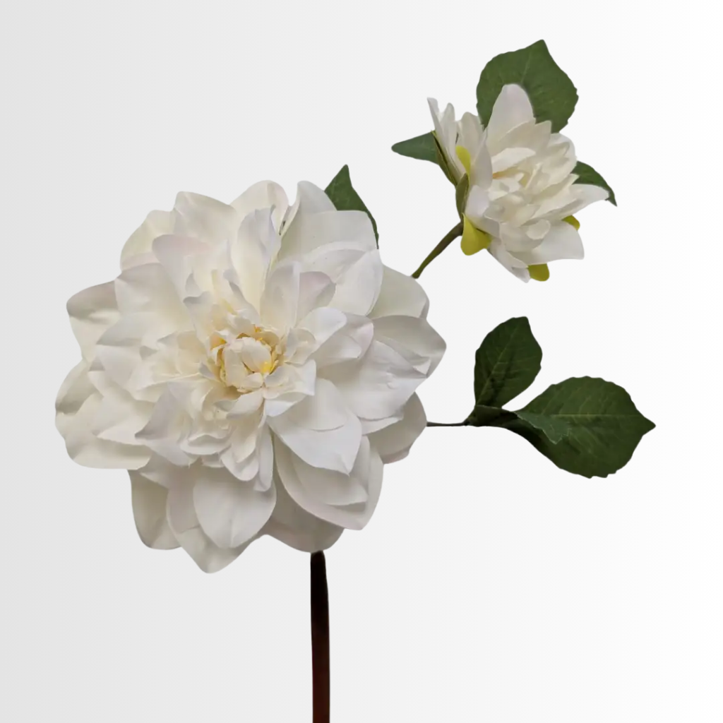 Category - Dahlia