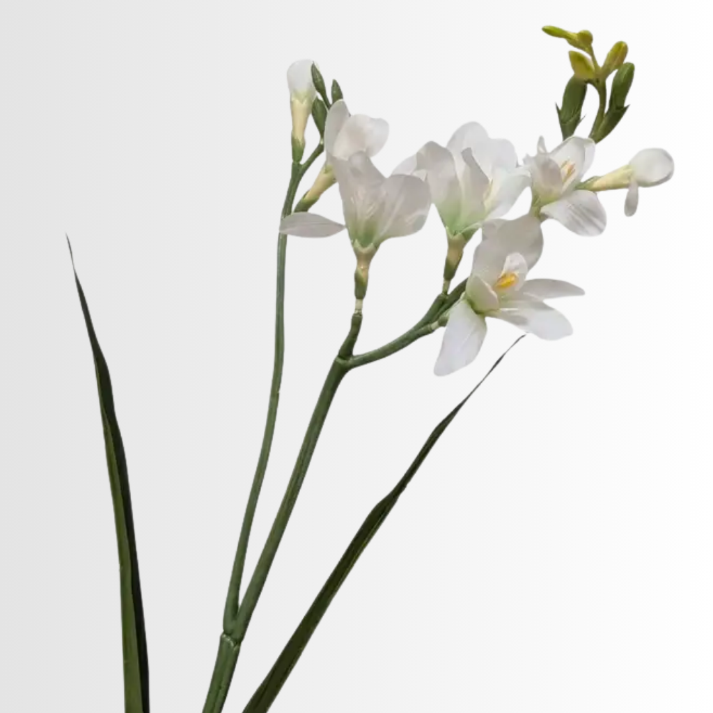 Category - Freesia