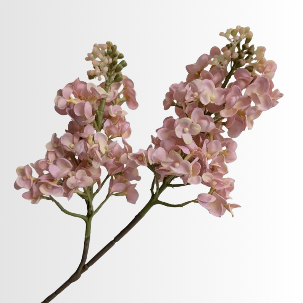 Category - Lilacs
