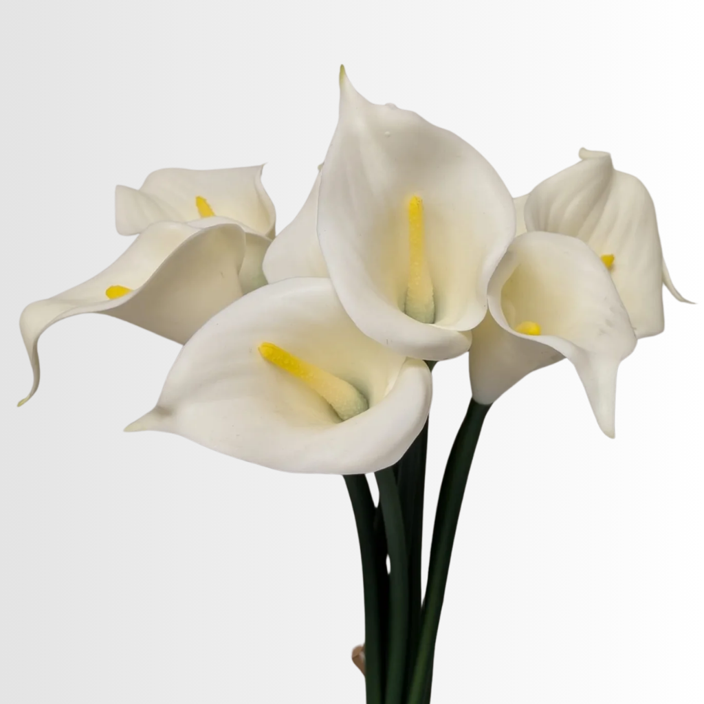 Category - Lilies