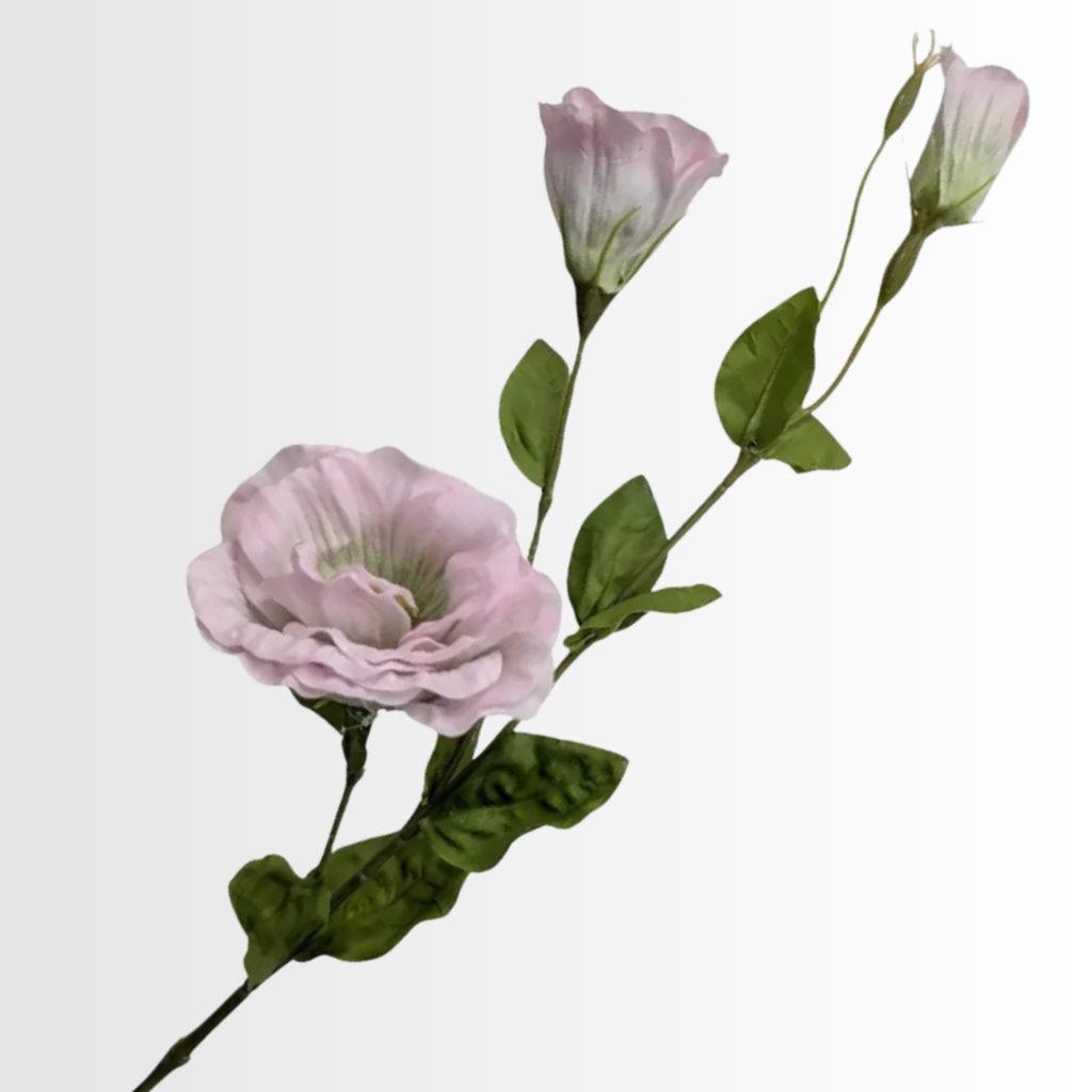 Category - Lisianthus