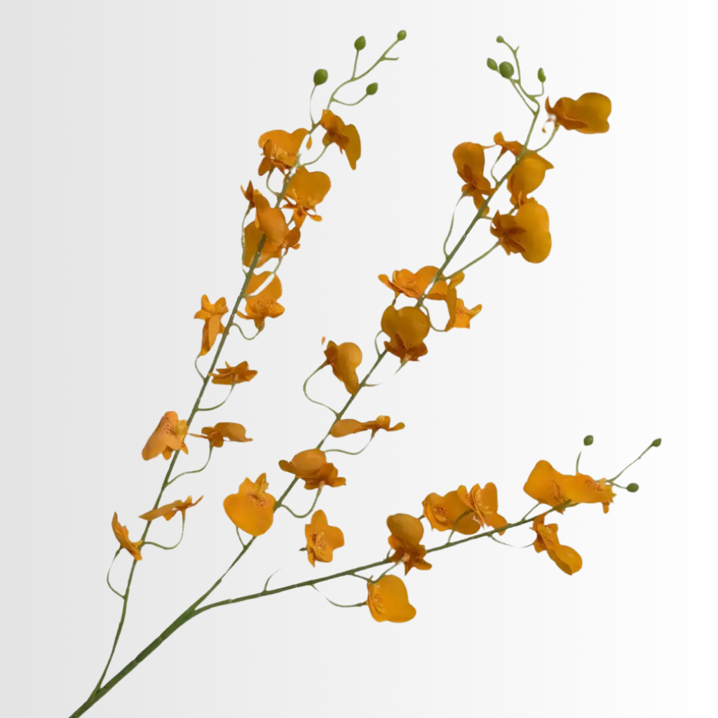 Category - Oncidium