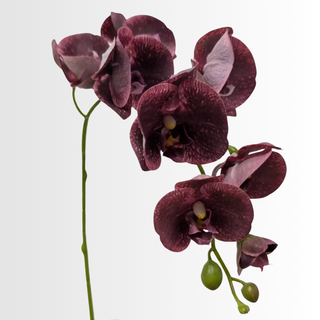 Category - Orchid