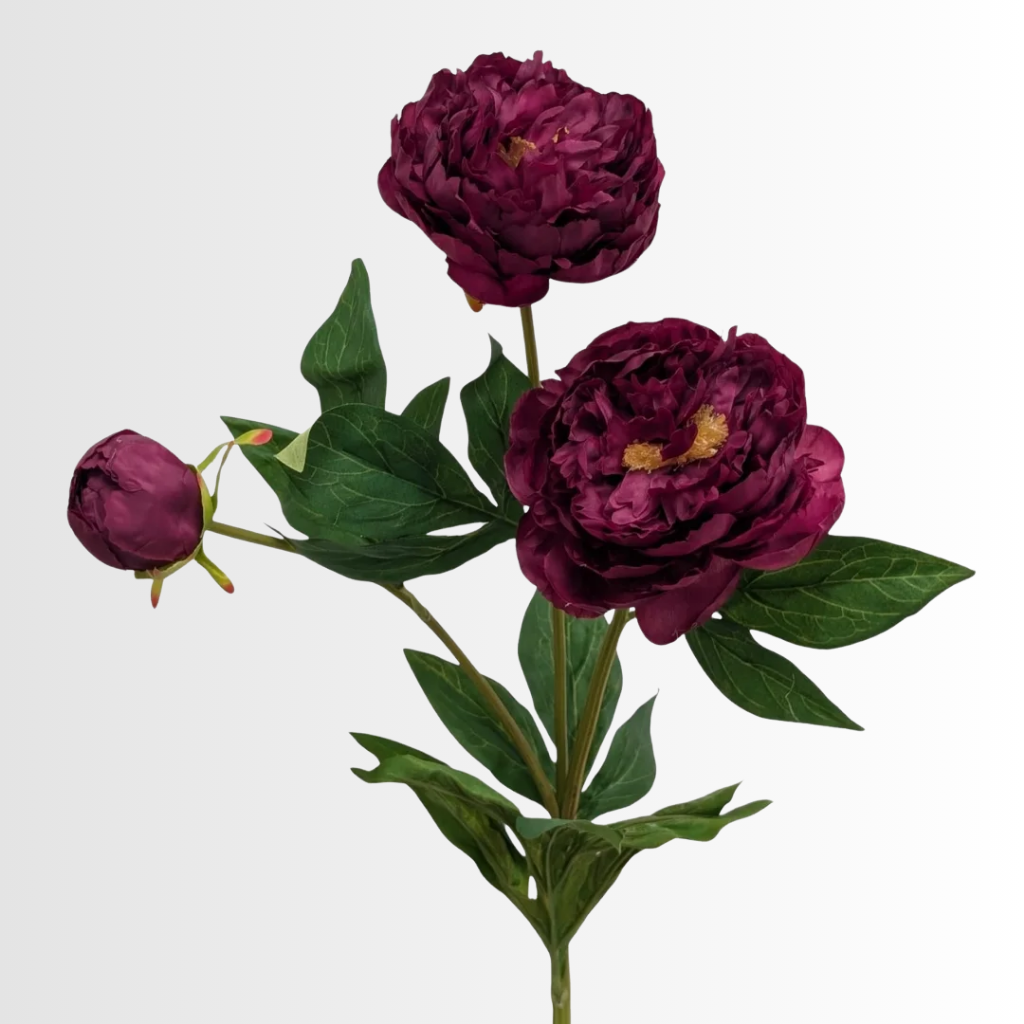 Category - Peony