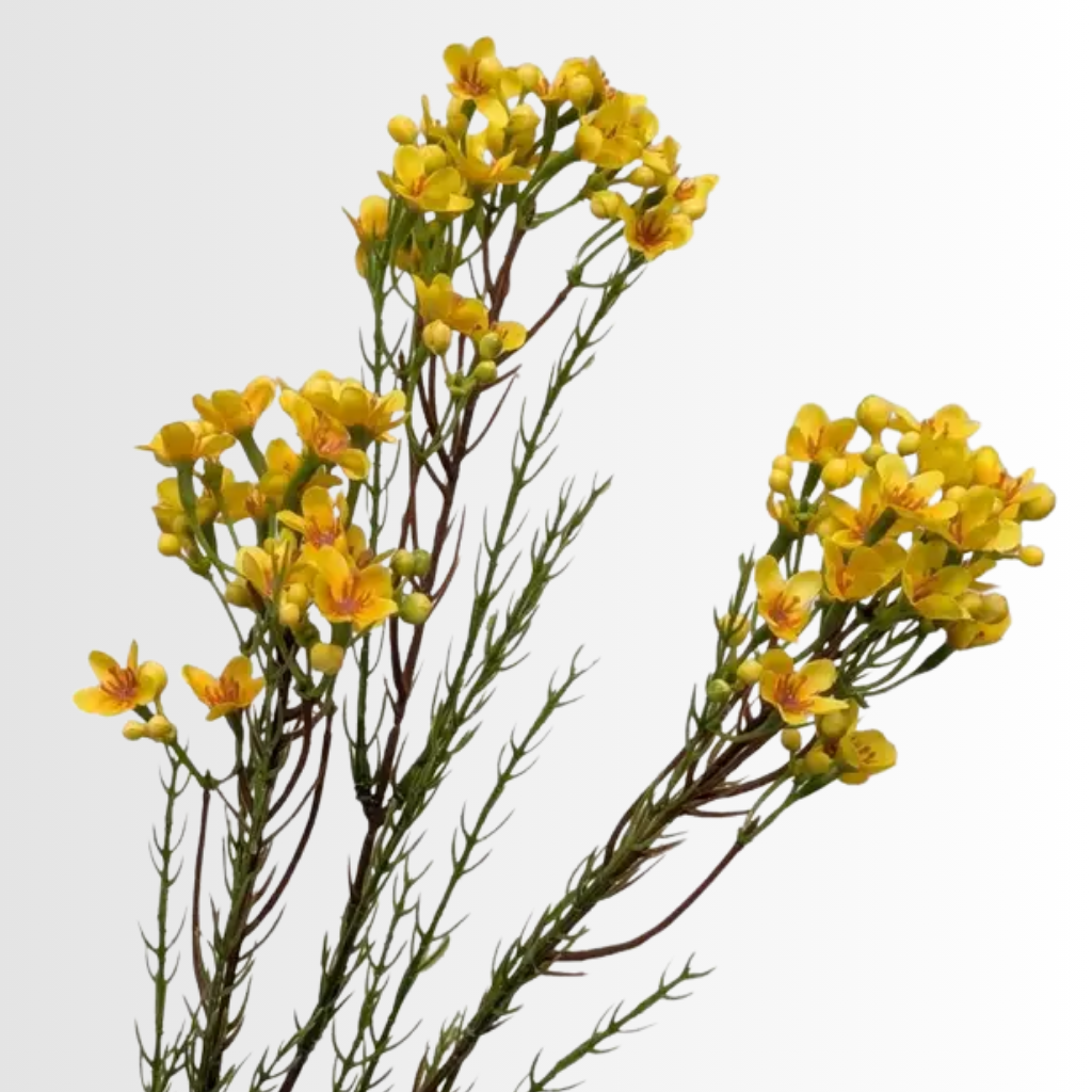 Category - Waxflower
