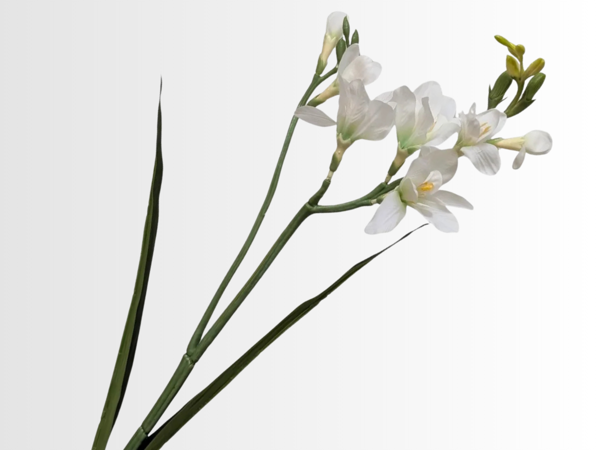 Freesia Category
