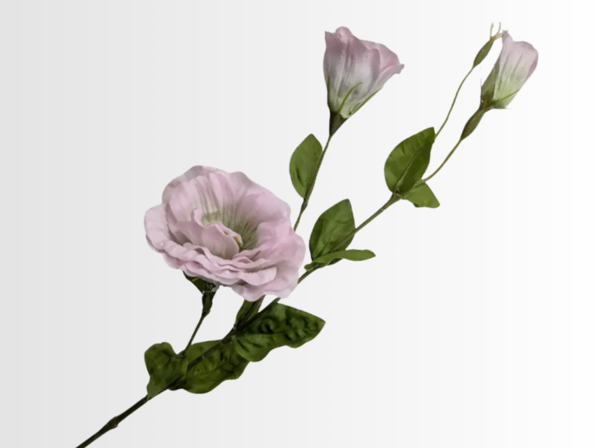 Lisianthus Category