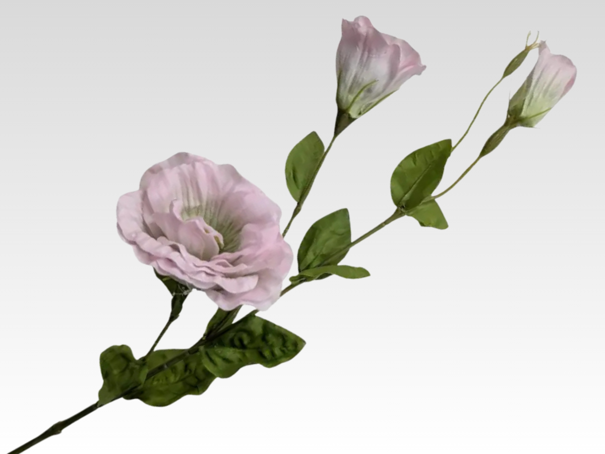 Lissianthus Category