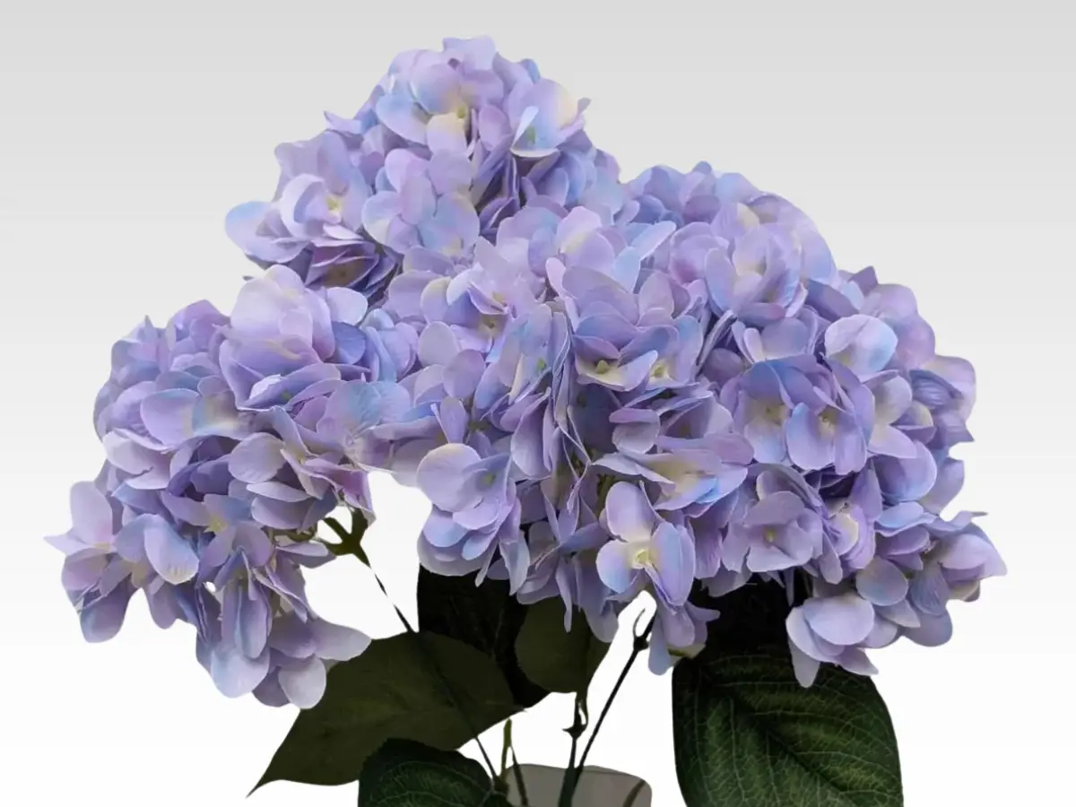 NEW Hydrangea category pic