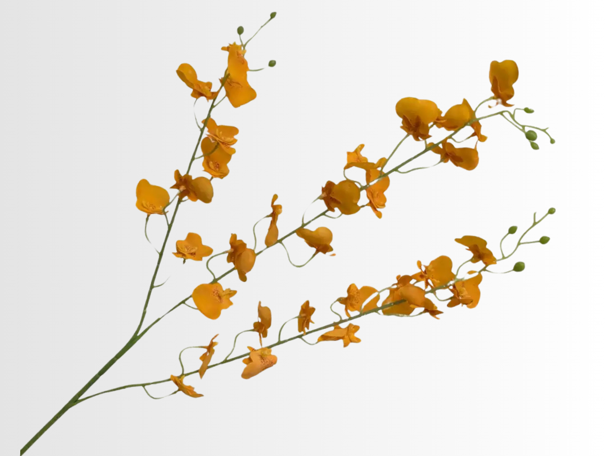 Oncidium Category